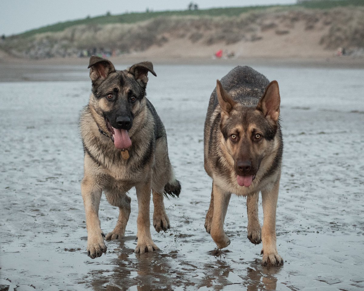 GuideDog Pup ‘Kel’ tweet media