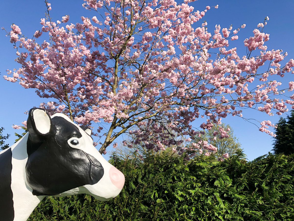 We love this photo of Daisy with beautiful blue sky and blossom shared by our lovely customer <a href="/traceycwilliams/">Tracey | The Williams World</a> over the weekend 💚💚💚

#theholliesfarmshop #cheshire #cow #daisy