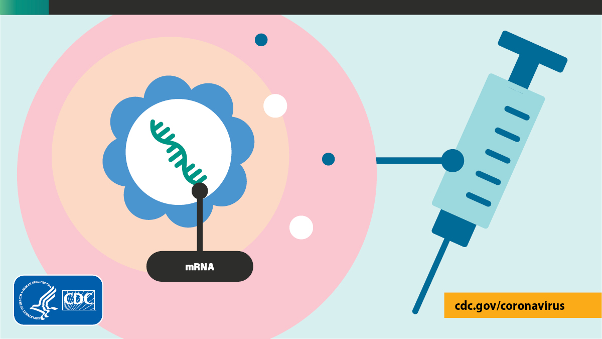 mRNA vaccines teach our cells how to make a protein that triggers an immune response to  #COVID19 inside our bodies. The immune response makes antibodies that protect us from getting infected if the real virus enters our bodies. More:  https://bit.ly/3qAVLM0 .