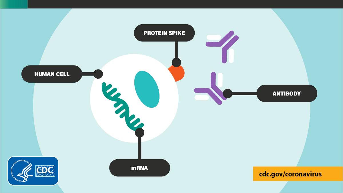 If you are exposed to the real  #COVID19 virus after being vaccinated, your body recognizes these proteins and tells your immune system to fight the virus. Learn more:  https://bit.ly/3qAVLM0 .