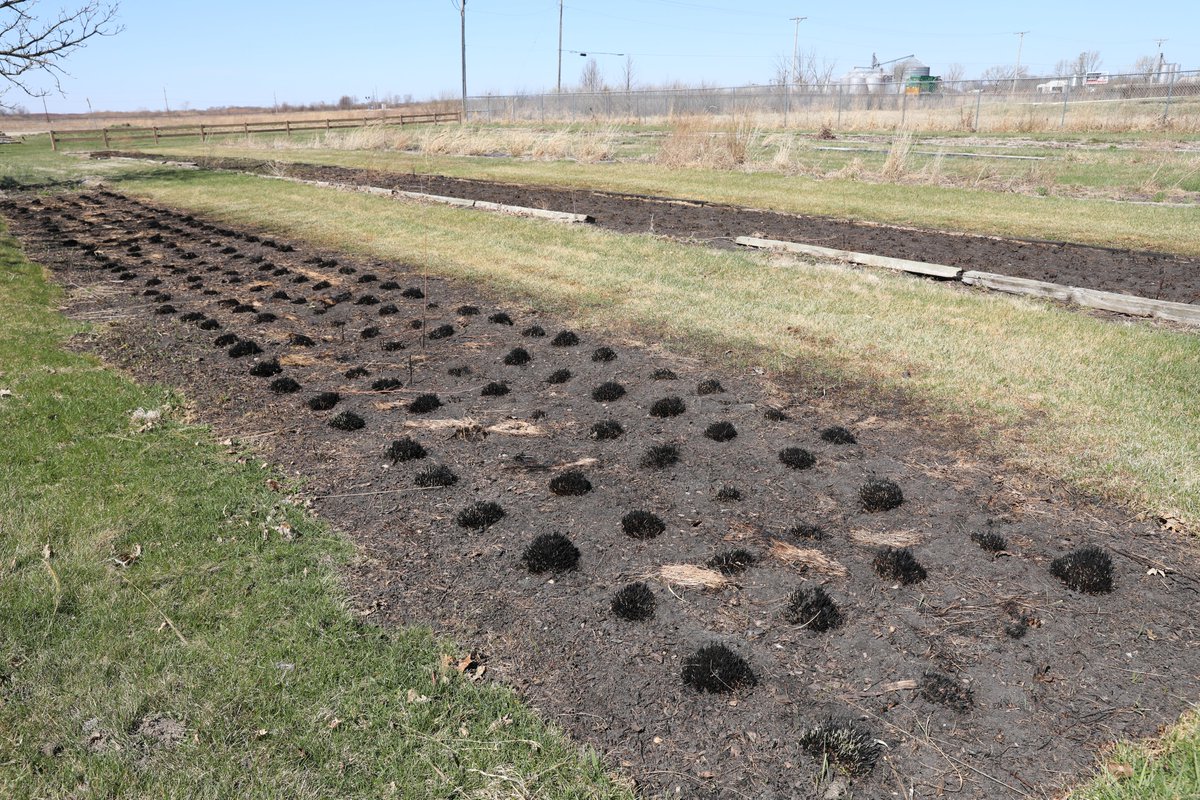 MidewinNatTP's tweet photo. Today @forestservice will conduct #Rxburning east of Highway 53; Rx burning is a #prairierestoration tool that improves habitat for #grasslandspecies by recycling nutrients back into the soil; promoting growth of plants & more. Post-burn photos of Route 53 Trail Seedbeds & pond. https://t.co/m2qHkaEZwz