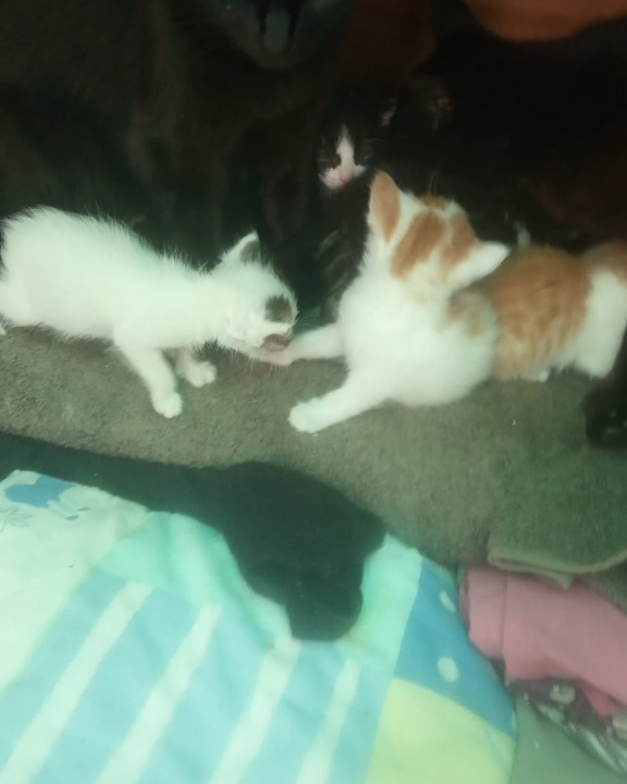 agacats's tweet photo. As the kittens are still nursing, our volunteer is attending again today to wash and clean the eyes of the kittens. The kittens with ruptured eyes will be operated on. #cats #catsofinstagram #instacat #catstagram  #catoftheday #catsagram #caturday #instagatos  #ilovecats #cat https://t.co/X7K5qWCrVp