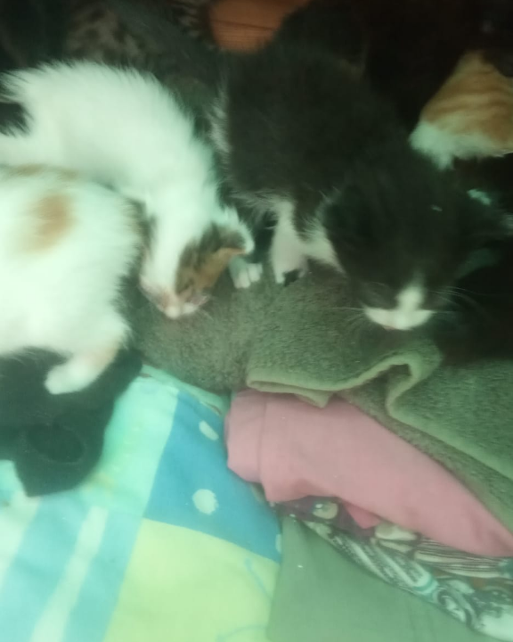 agacats's tweet photo. As the kittens are still nursing, our volunteer is attending again today to wash and clean the eyes of the kittens. The kittens with ruptured eyes will be operated on. #cats #catsofinstagram #instacat #catstagram  #catoftheday #catsagram #caturday #instagatos  #ilovecats #cat https://t.co/X7K5qWCrVp