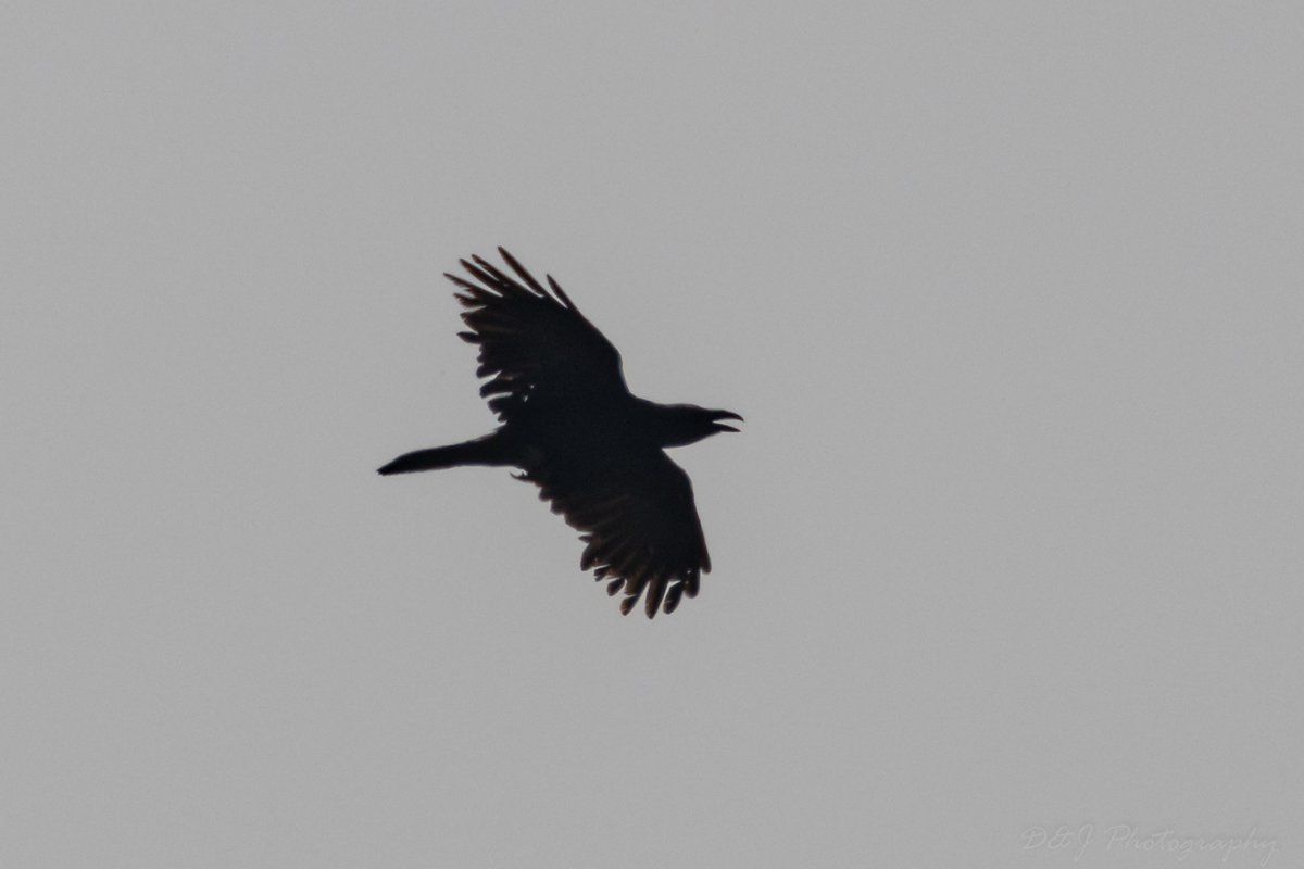 CyprusBirdsandNature tweet media