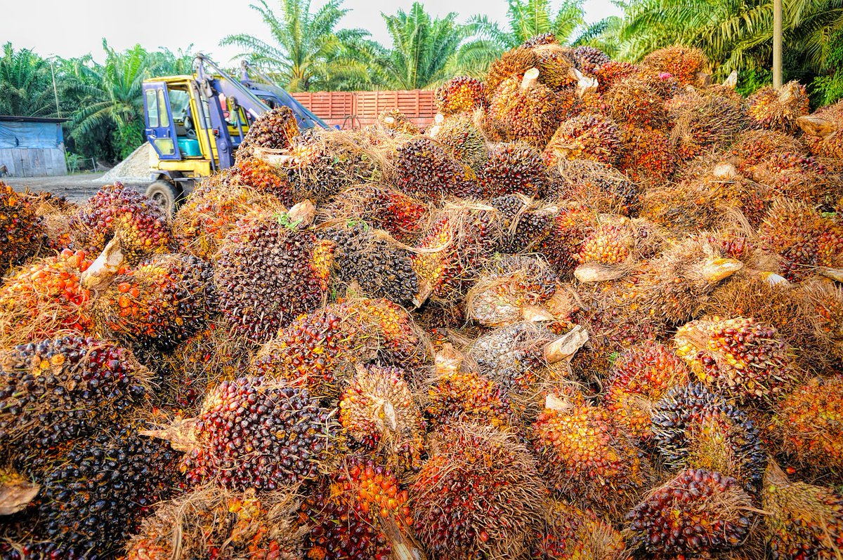 IntlFood's tweet image. Daily Dash from IFPC
Malaysia’s palm oil inventories at the end of 2021 are projected to decline for a third consecutive year to 1.12 million tonnes.
For the complete story, visit ow.ly/Lpl550E0cQk
#IFPC #ingredientnews #DailyMarketReport