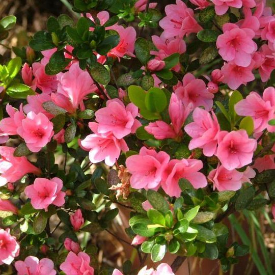 Azaleas can add a great affect to your landscape; but are often not well adapted to our Metroplex soils. This can lead to yellowing. Some nutrients are only readily available to the plant during this time of the year, so Spring is the time to act. Call (972) 481-9565 today.