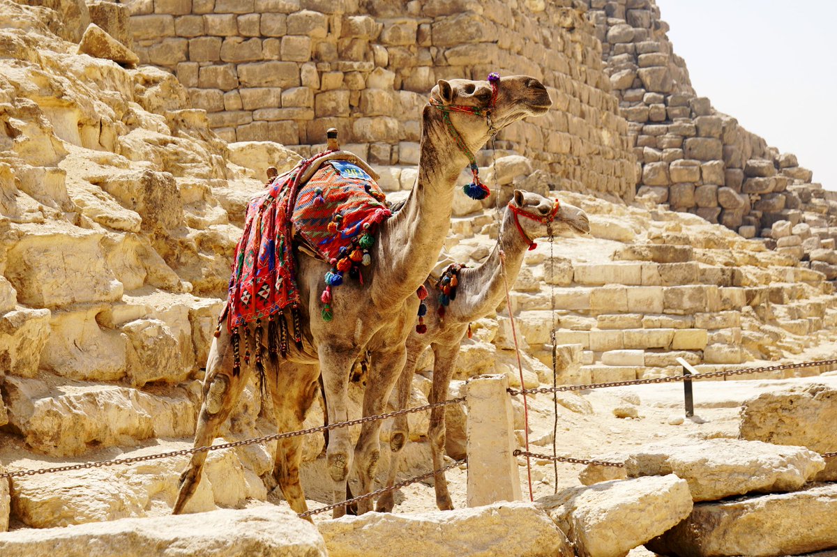 viajefilos's tweet photo. ✈️🚌⛴ Irresistible ❗️Muchos nos conocéis y algunos ya imagináis de donde nos viene el nombre @viajefilos ❗️La pasión desmedida por viajar nos ha traído a El Cairo. ¿Os imagináis recorrer #Egipto 🇪🇬🇪🇬🇪🇬 con todo su patrimonio prácticamente para vosotros? #ViajaSeguro @Mondo_Es https://t.co/LGVud6ZODh