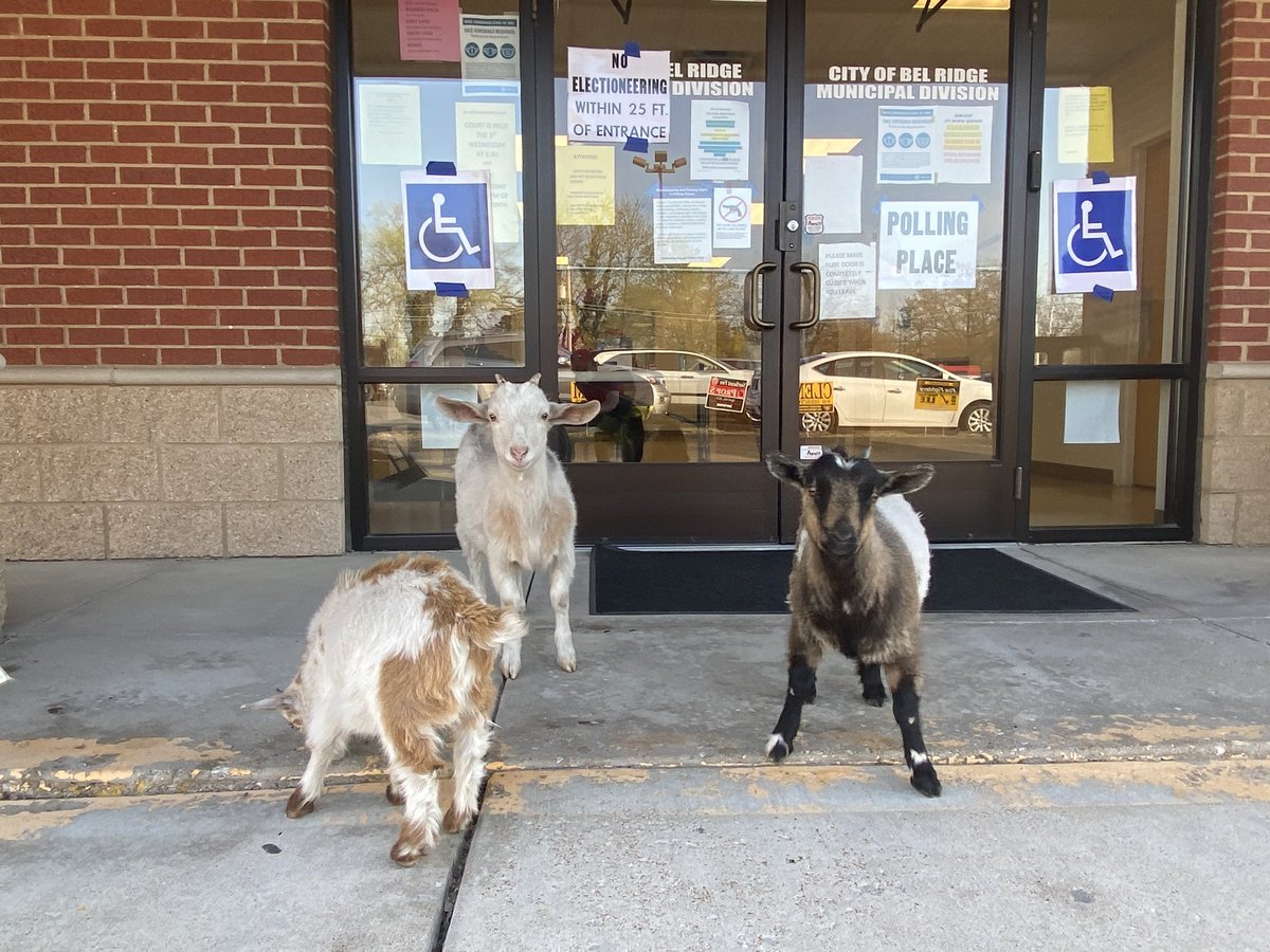 StLouisCoVotes's tweet photo. “Would you like to take a sample baaaaaaaallot?” We have some friendly goats hanging out at Bel Ridge City Hall 🐐 Photo cred: @jeremykohler. Headline cred:@ianfroeb. #goatsvote https://t.co/Fnrw8RDW5H