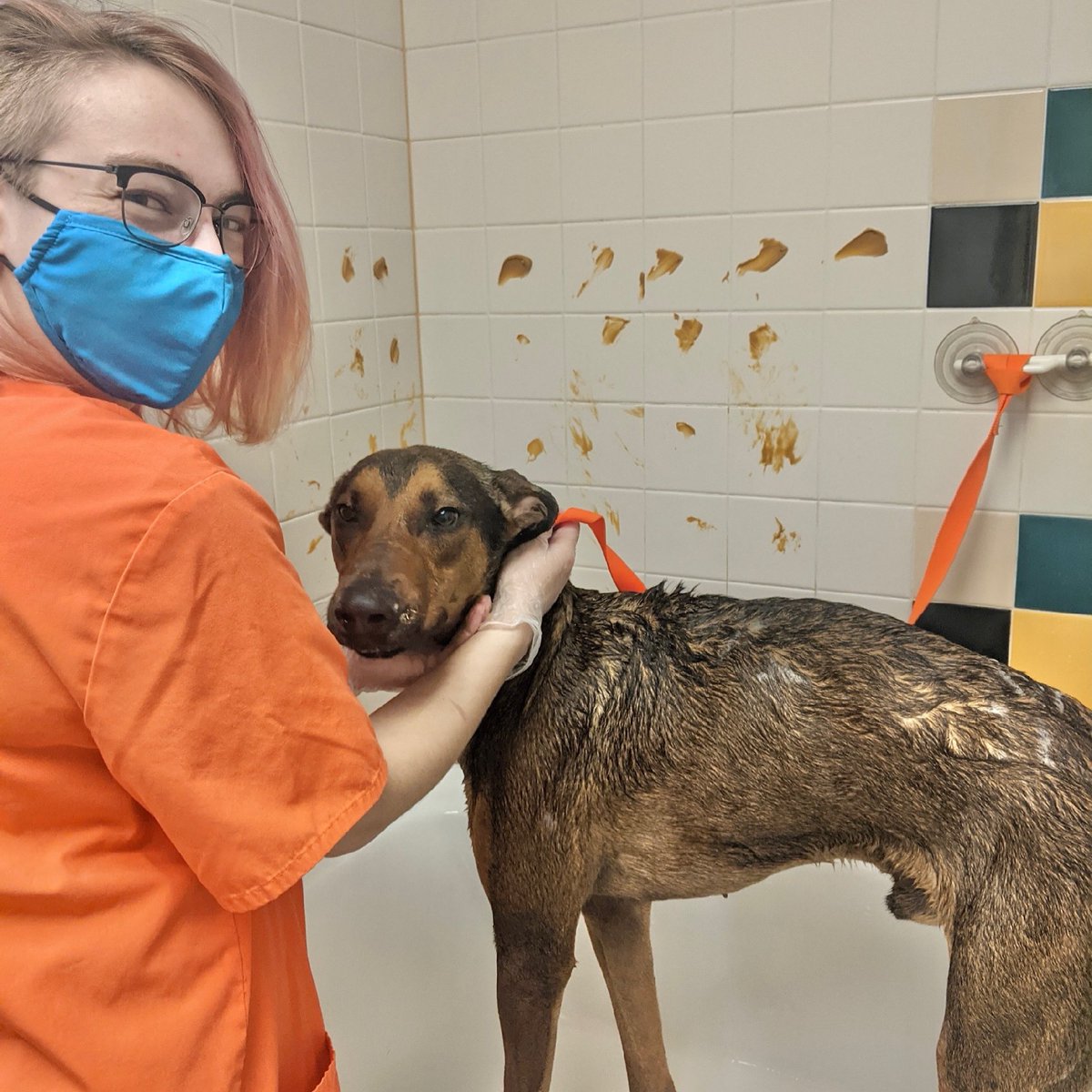 cthumane's tweet photo. Pro tip for bath time: cover the walls in peanut butter! #SoFreshAndClean #CThumane #doggiebath #doggiebathtime https://t.co/QGvzBfwYV9