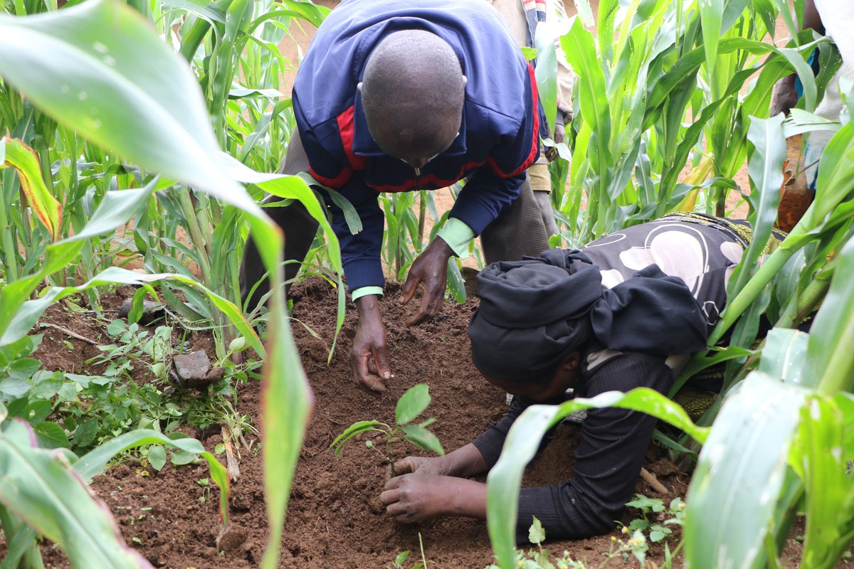 REMA_Rwanda's tweet photo. Abagenerwabikorwa ba #LAFREC bazahabwa ingemwe z'ibiti bisaga 540,000 birimo ibivangwa n'imyaka (grevilia na alnus) n'iby'imbuto (avocado).

#LAFREC ni umushinga wo kubungabunga no kugarura ishusho kamere ya Parike y'Igihugu ya Gishwati-Mukura https://t.co/xktfyNnqks