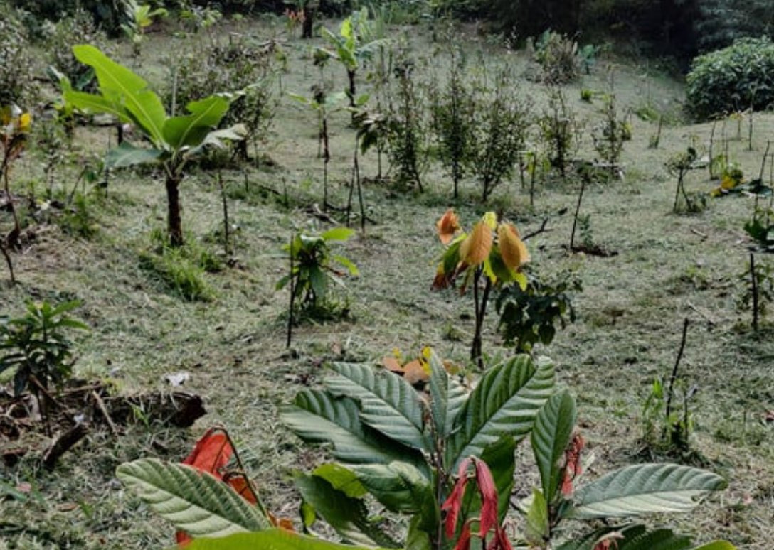 Ideo_demain's tweet photo. 🌲Initiative de la semaine 
L'agroforesterie pour assurer l'autonomie alimentaire dans les @ilesGuadeloupe - un projet de Frézias Nature.  
#Matouba #SaintClaude
https://t.co/aBXJq5melr https://t.co/U0QC3Whmgm