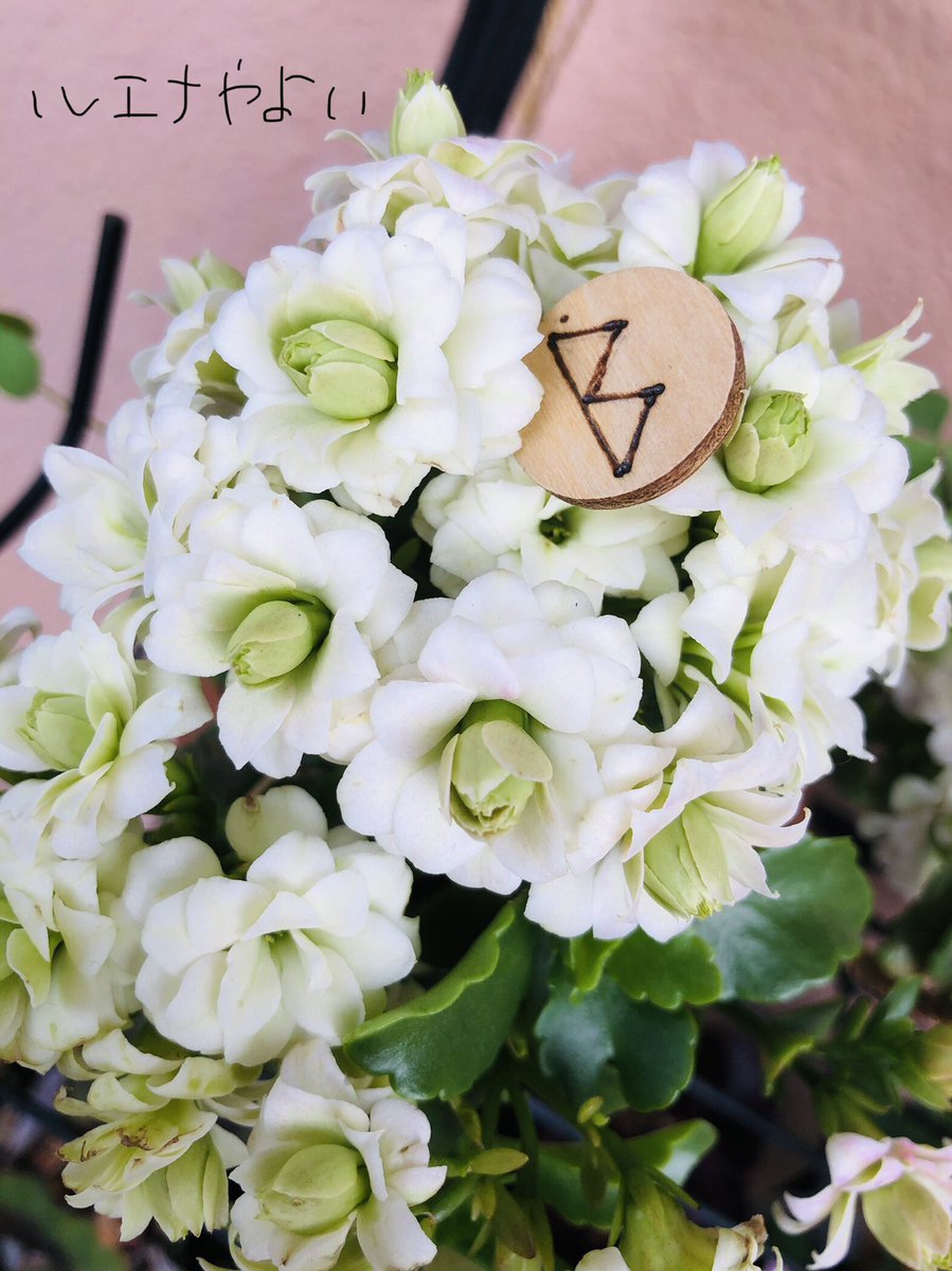 ルエナやよい 4月7日のルーン ベオーク 月は水瓶座 好きなものを 育むこと 今できることに 素敵なニュアンスを 含ませよう Runes Fortune Wich ルーン占い 魔女 ベランダガーデニング カランコエ 占い 宇宙人 溝の口 横浜中華街 原宿