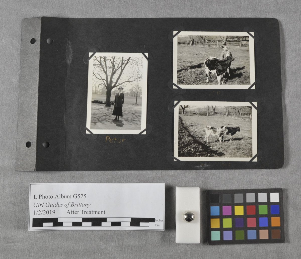 NUL_PresCons's tweet photo. New Blog Post!!
Learn about the treatment of a photo album documenting a Girl Guides trip to France! Teaser: brittle paper, detached photos, and cow.

https://t.co/MDAawVLFj2
#LibraryConservation https://t.co/lfHcZ6UzMM