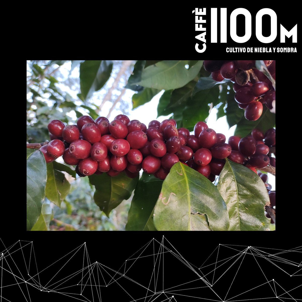 caffe1100m's tweet photo. La #Experiencia1100m se vive en cada paso de nuestro proceso. ¡Realiza tu pedido hoy!
#Cafe #Mexico #ConsumeLocal #Caffe1100m #Veracruz https://t.co/u8R6OZNjQG