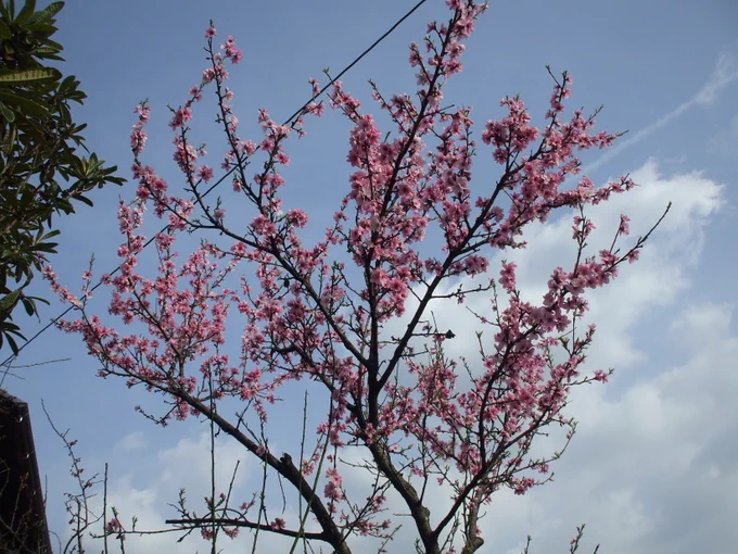 ハナモモが満開になりましたミツバチも沢山集まって来ています～～春が来ました!! @藤見 