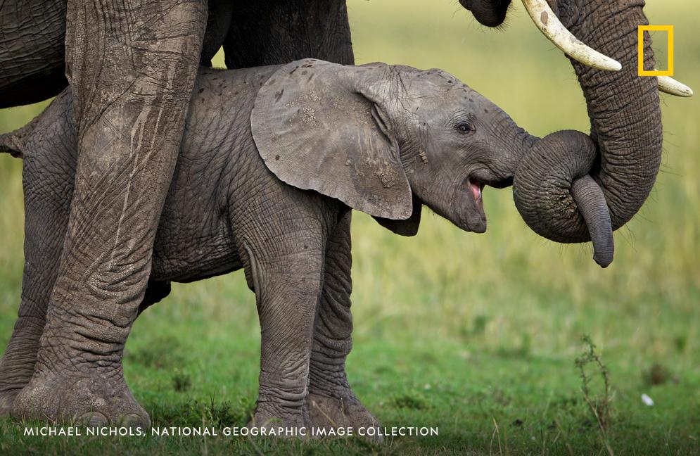 A newborn elephant is taught to use its trunk by its mother in Serengeti National Park in Tanzania