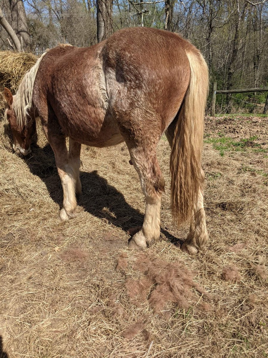 CRTT09's tweet photo. Spring has sprung, and the winter coat is coming off! We are honored to be able to tell you about those people that were forced to live and work at Andrew Jackson's Hermitage. https://t.co/3Fq98DerY2