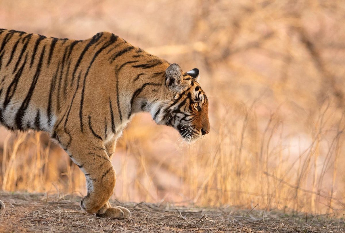 Tiger Watch tweet media