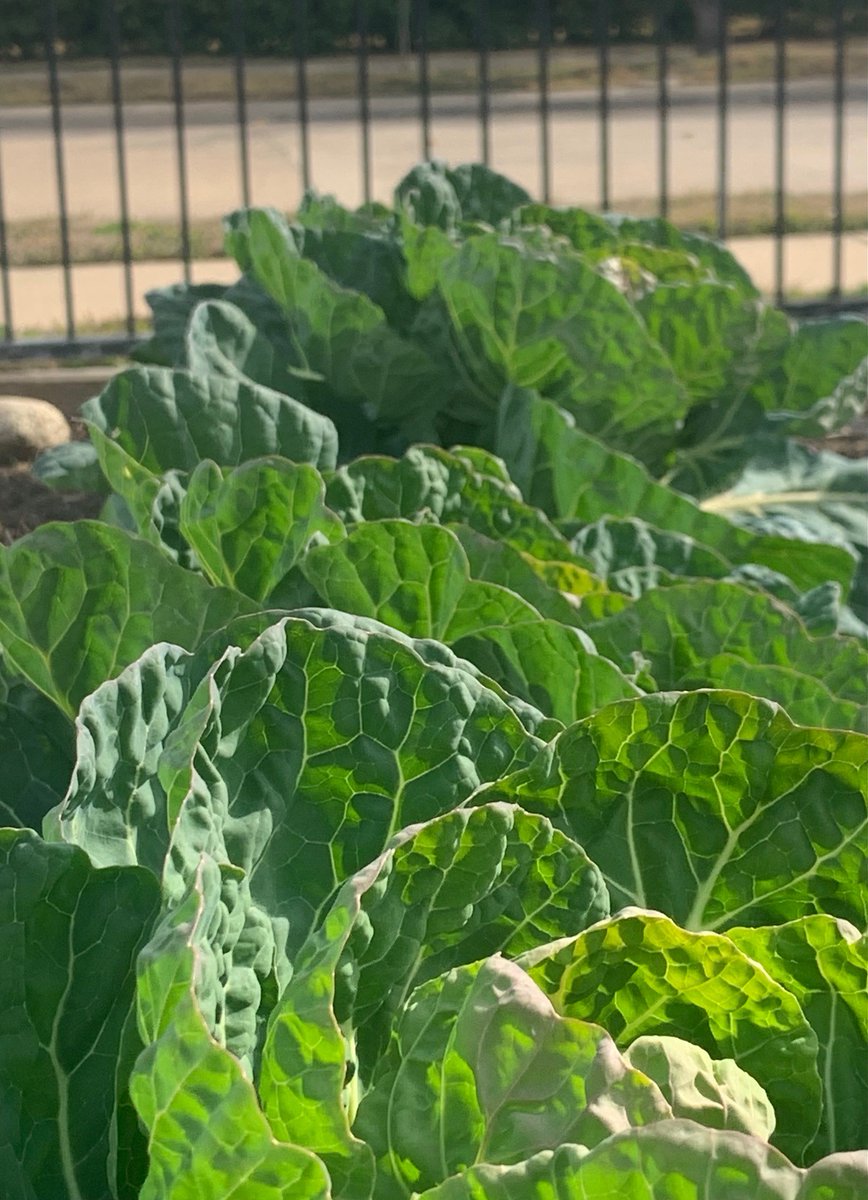 CISDNutrition's tweet photo. Our newest #SchoolGarden Newsletter has just been posted to our CISD Child Nutrition Website! https://t.co/QwA8YVqP57 Take a look to see all of the great things happening in our #CISDSchoolGardens! #RealSchoolFood #SchoolMealsThatRock #CISDStrongerTogether #HandsInDirt #OutTeach https://t.co/fEI2ef05GB