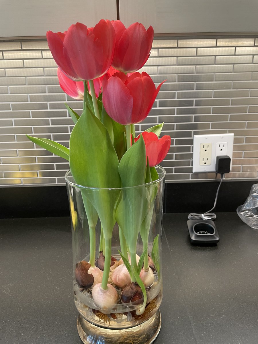 These tulip bulbs came all the way from the Netherlands and today they bloomed! Students really enjoyed watching them grow and develop. They learned about traditional tulip festivals in the Netherlands and about hydroponics. We had fun predicting what colour they would be!🌷