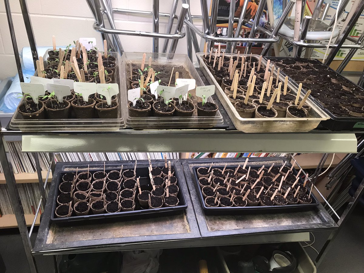 BenedictTech's tweet photo. Just sprouting along...Golden Cherry Tomatoes, Buttercup Squash, Pumpkins, Mixed Sweet Peppers, Peas, Corn, Habaneros, Basil, Thyme https://t.co/CgdgKRutPd