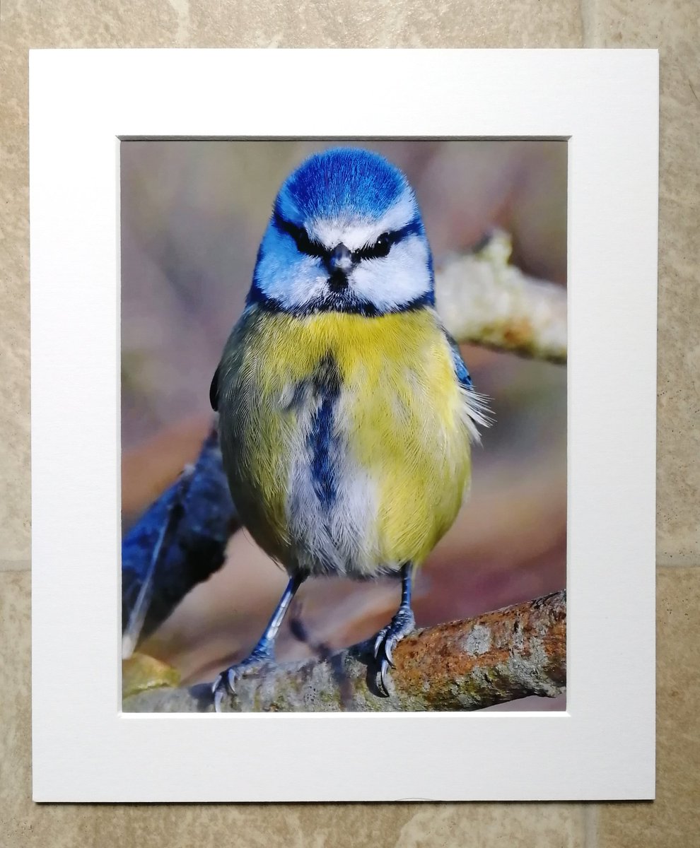 You can now buy Vigilant Vinny as a 10x8 mounted print!  This Blue Tit will watch over your home, and will especially keep an eye on the activities of cats!  You can buy him here; https://www.carlbovis.com/product-page/vigilant-vinny-10x8-mounted-print 
