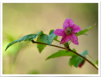 Check out the latest issue of the Indigenous Education flyer! Learn about the Saskey/Salmonberry Shoot time, read team member @SeaWolf510 profile, and download teaching resources and lesson plans. #NVSDIndigenous #goforwardwithcourage ow.ly/7fft50Ehgo0