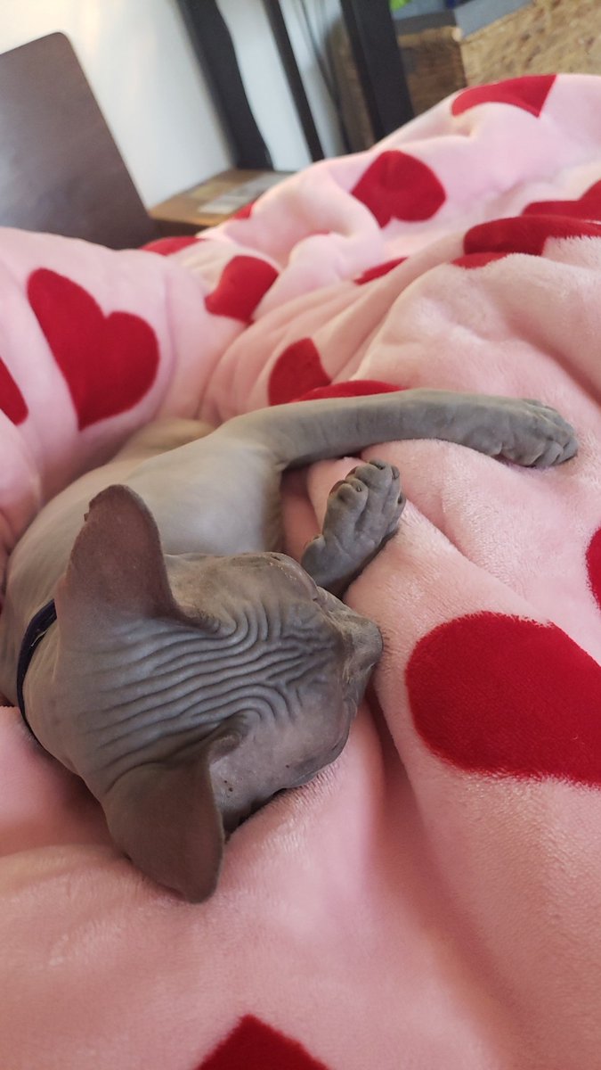 WayGalaxies's tweet photo. Mama is sick so I'm helping her be warm. https://t.co/xAH04ewbJP