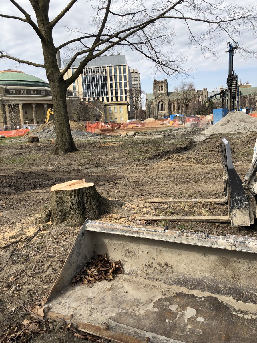 epaultaylor's tweet image. Another tree cut down on @UofT’s downtown St. George campus — apparently to clear the way for an underground parking lot. Why does #UofT need a place for so many cars when it is on two subway lines and other forms of public transit?  #environment #trees