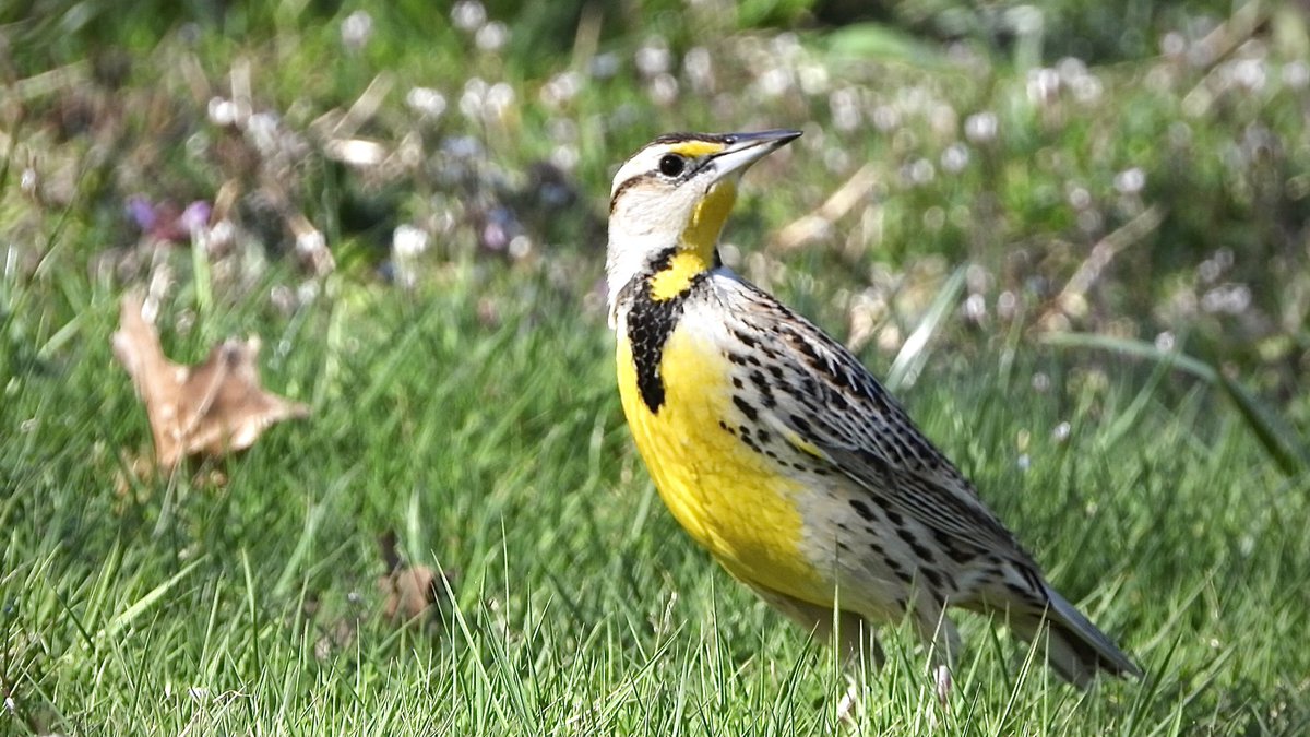 Brief display of the #EasternMeadowlark just East from Mc Gowan’s Pass (East Dr next to heap compost waste containers around 2 hours ago)