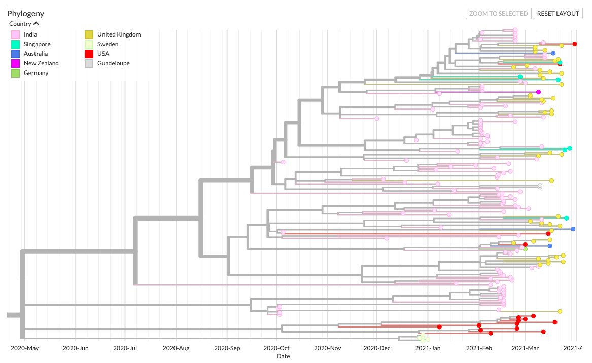 A relatively new emergent  #SARSCoV2 lineage/variant from India, bearing the combination of Spike mutations L452R+E484Q, has been making rounds in the news recently. Here's a quick phylogenetic analysis of all genomes with L452R+E484Q from GISAID.  https://nextstrain.org/community/banijolly/Global-Analysis/484Q-452R?branchLabel=none&c=country1/7