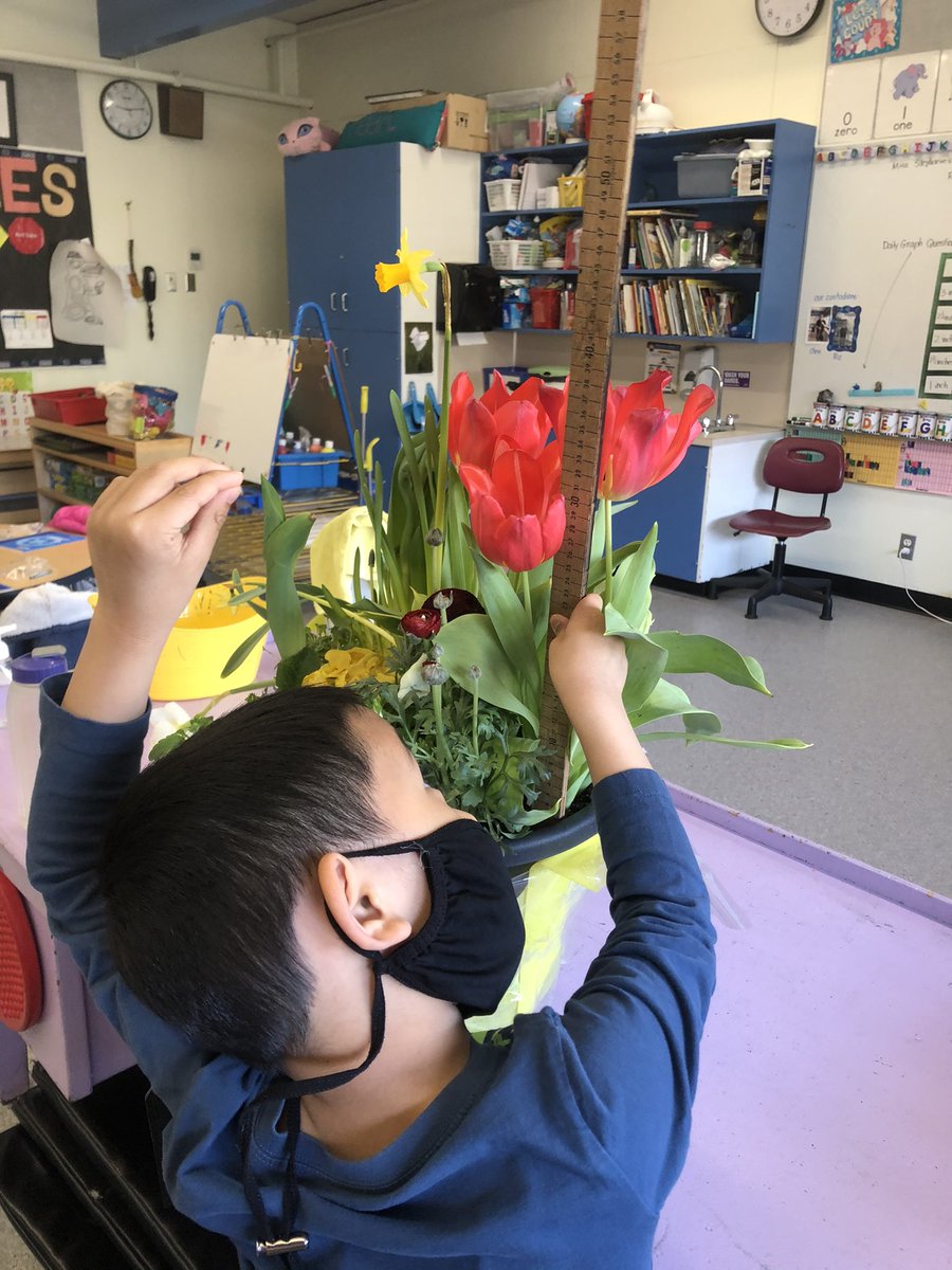 smusgrove2's tweet image. Measuring Spring growth! So much change over the long weekend. Thanks @UptownMarketPDX for this real life math lesson #sd40learns #mathiseverwhere @LKCougars #measurement #kelvinkindies