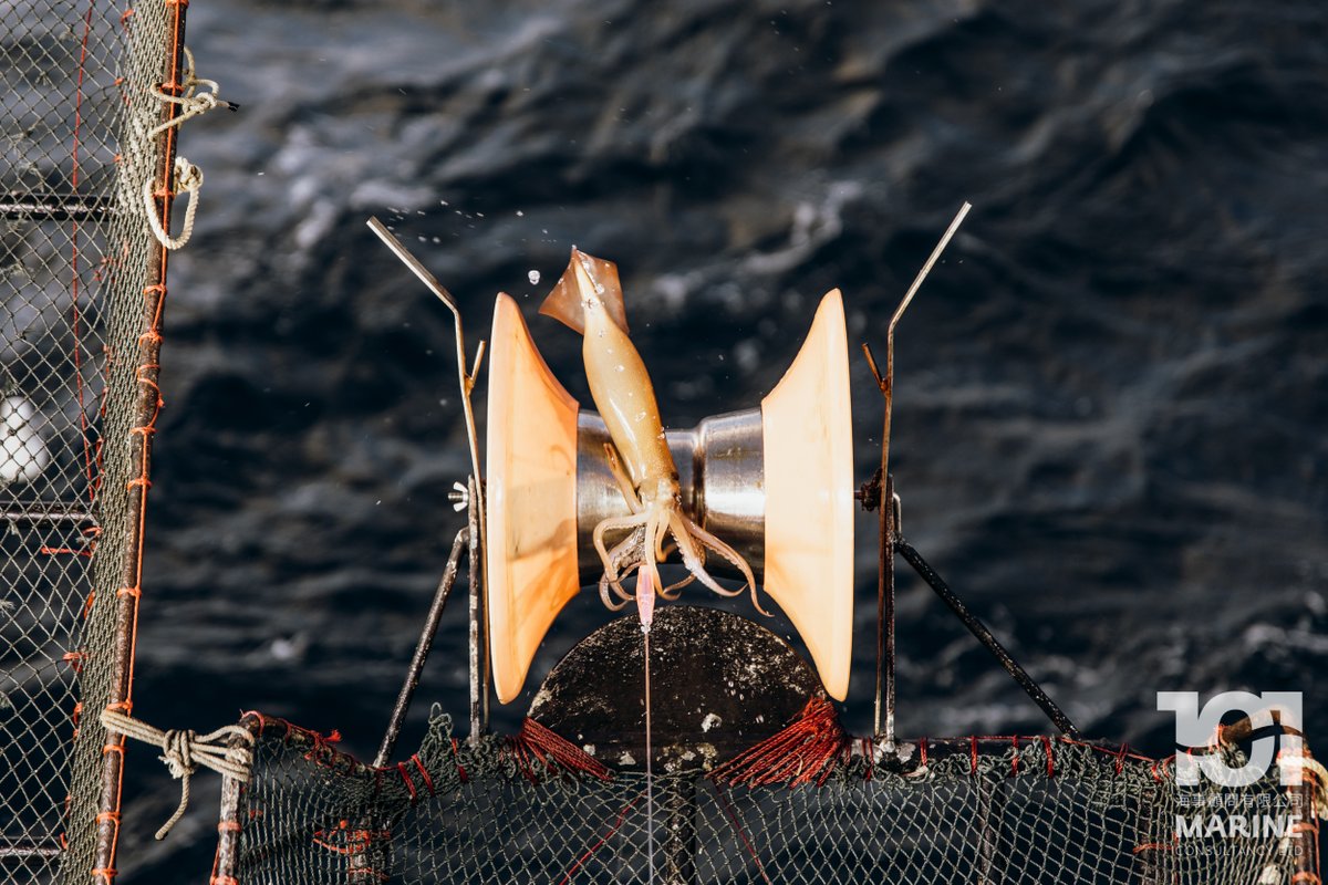 101MarineFK's tweet photo. Squid are automatically dehooked as they come up over the rollers.

魷魚經過滾筒時將自動脫

#101marine #falklands #falklandislands #fishery #vessel #jigger #taiwan #kaohsiung #squidjigging #fishing #squidjigger #squidfishing #SouthAtlantic #illex #fishingvessel #squid https://t.co/47ZEvFAOyc