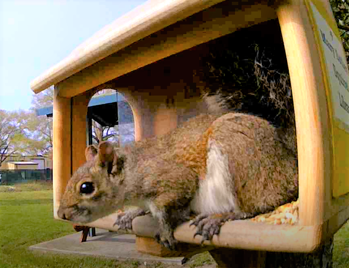 MEL_ibrary's tweet photo. Resetti (left) is a little thinner than our other squirrels, probably because they're new to the Squirrel Library.

 Wilde (right) has to have extra room for that luxurious tail. 🐿️

#SquirrelLibrary #squirrel #Resetti #Wilde https://t.co/tKVqt7RiFs
