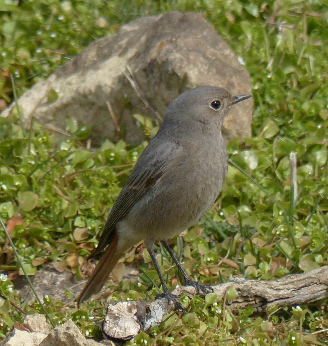 Nick Tribe tweet media