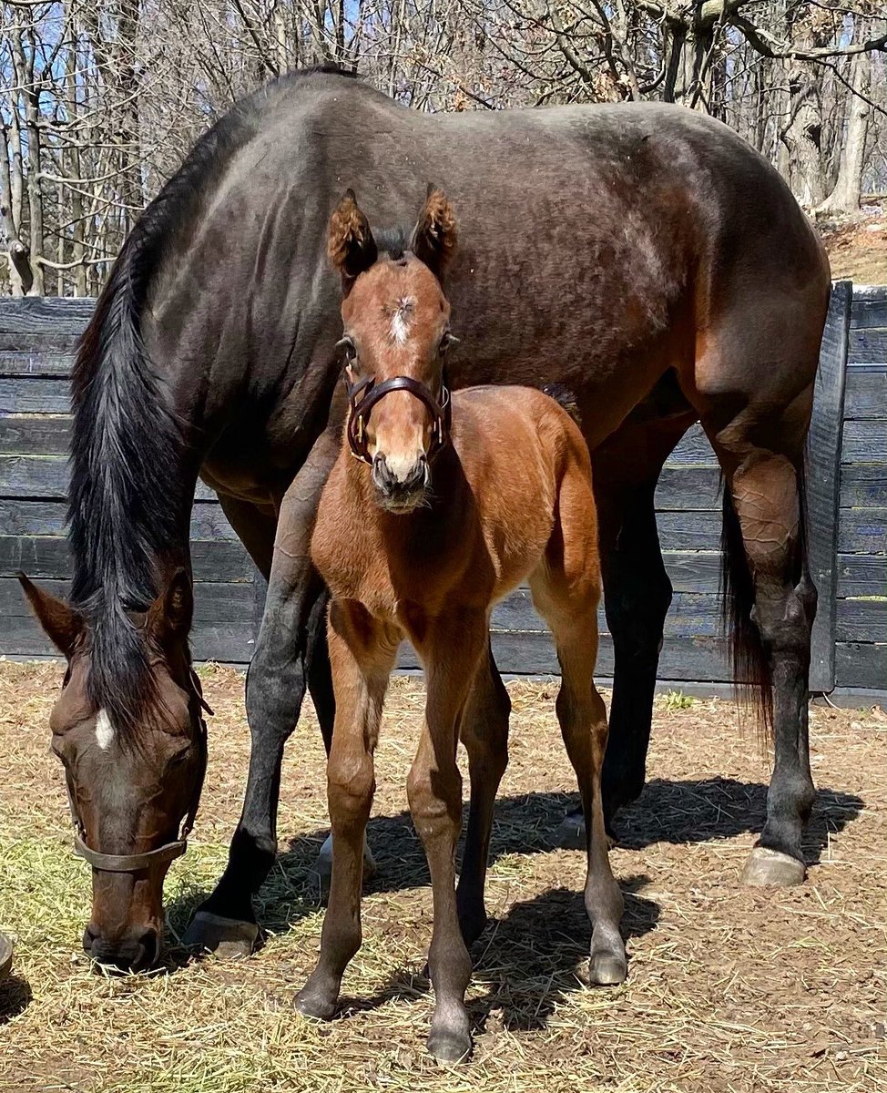 We hope everyone had a great weekend celebrating hope and rebirth. Here’s some new life enjoying the spring sunshine! Tizsomethingroyal and her colt. #happyeaster #happypassover #spring #equinox #ladysheilastable #tizsomethingroyal #foal
