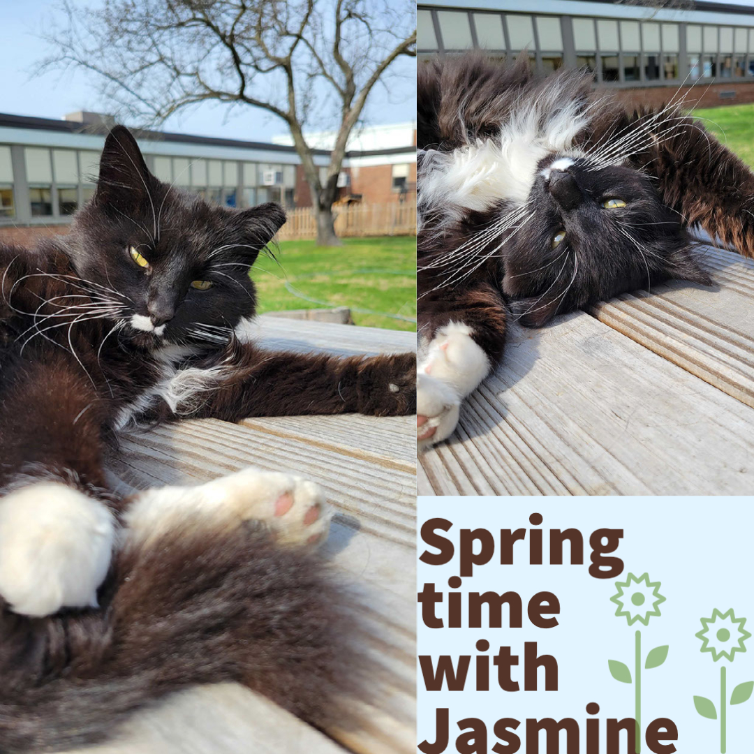 Our students aren't the only ones loving this weather! So is our fluffy school cat, Jasmine! Say hello world! 😻 #springtimevibes #community #pilotED