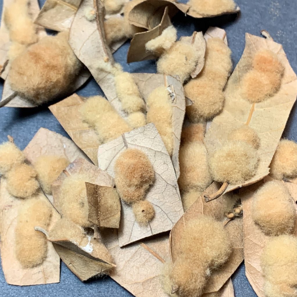 scottpegan's tweet photo. Thank you Dr. Graham Stone from @EdinburghUni for giving a great lecture to our BioSciences Department @RiceNatSci @RiceUniversity titled “Why (and how) do #gall #wasps induce such a range of galls?” It is an exciting time to be a cecidologist!
#NorthAmericanGallGroup #NAGG https://t.co/ErFdAQ0sah