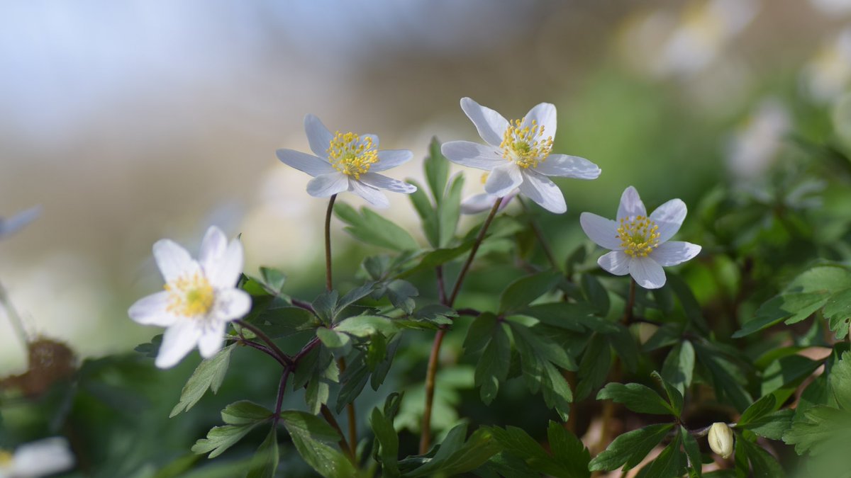 LeifBersweden's tweet photo. This is the story of the Hare and the Wood Anemone (one of Aesop’s lesser known fables 😉)

Once upon a time, all the plants &amp; animals were hanging out under the big Oak Tree. The Hare, who felt very energetic, was busy showing off just how fast he could run... https://t.co/1gRN4fno5g