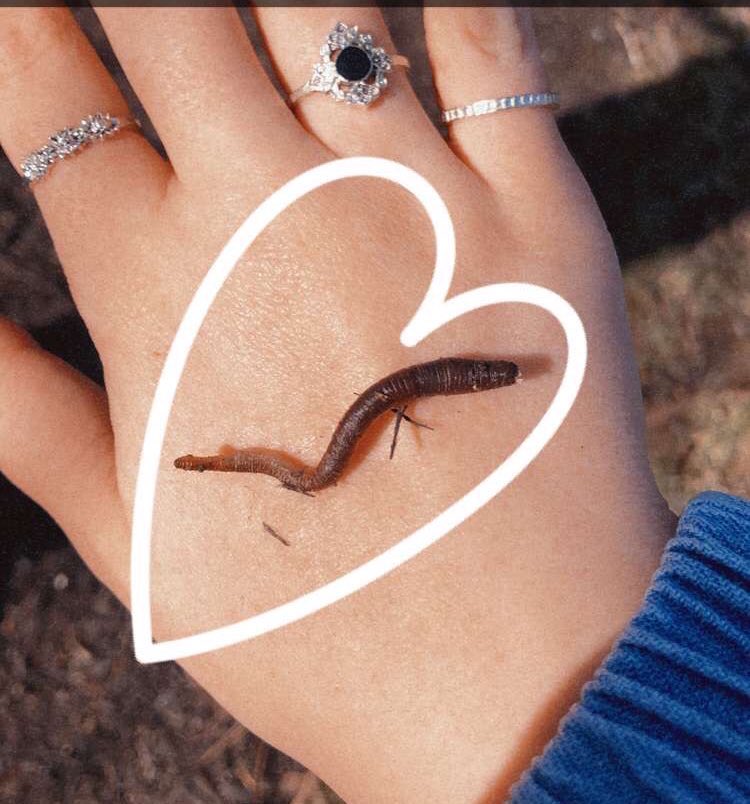 One of my favorite things to do when the weather is nice is to hunt for invertebrates and insects! Check out the gastropod and haplotaxid I found in my backyard! What are some of your favorite critters? #TCHedbirds