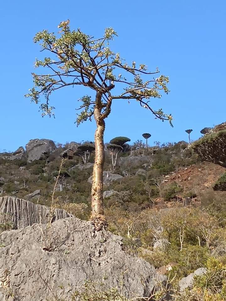 من اجل جزيرة سقطرى المحتلة شاركوا الان بتعليقات هاشتاق #مقاطعة_الامارات1 
وكل تعليق نعمل له رتويت