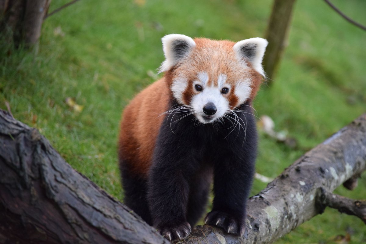 Your pet appearing from nowhere as you open the fridge to grab a snack!

#CanIHaveSome #Noms #SnackTime #GiveMeSome #WelshMountainZoo

Photo by Matt Rimmer