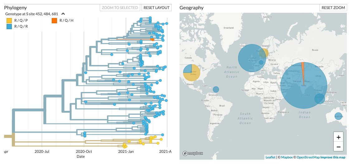 And the variant has recently been designated as the PANGO Lineage B.1.617 @arambaut  @AineToole  https://cov-lineages.org/lineages/lineage_B.1.617.htmlApart from L452R+E484Q, the genomes also have the spike mutation P681R.6/7