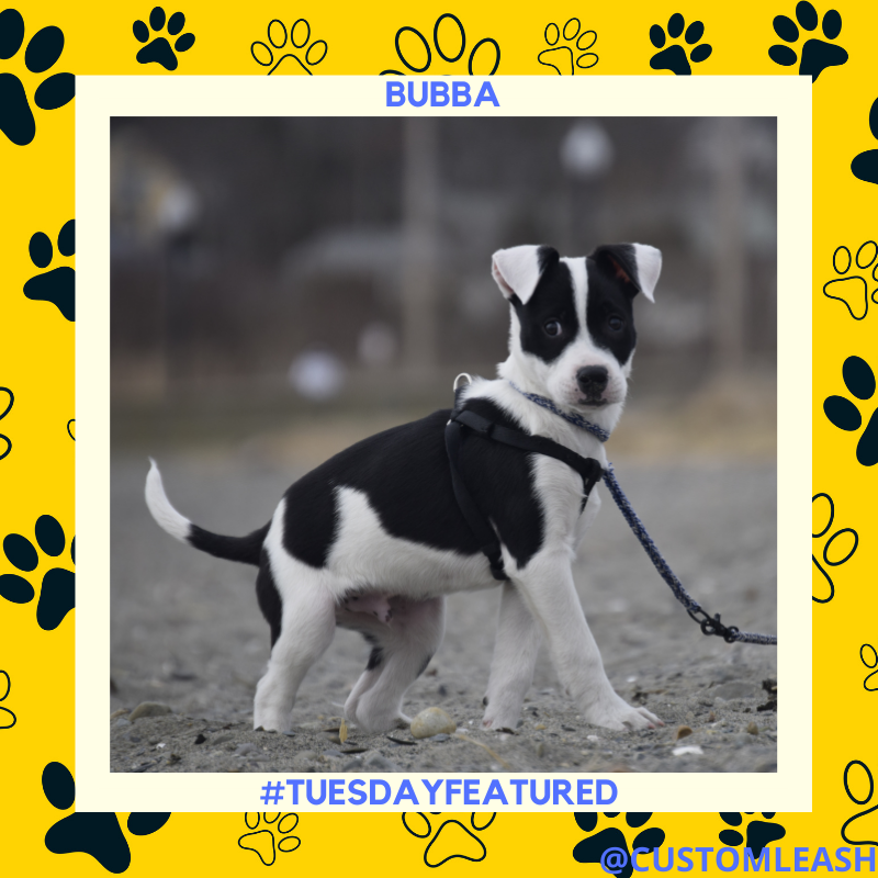 Look at those ears!! Meet Bubba, the 4-month-old rescue dog that can’t get enough of the Rhode Island beaches. 
.
.
.
#customproducts #smallbusiness #startup #loveyourdogs #dogsofla #dogsofboston #dogsofnyc #dogsofseattle #dogsoftexas #puppiesoftwitter #loveyourpup #customleash