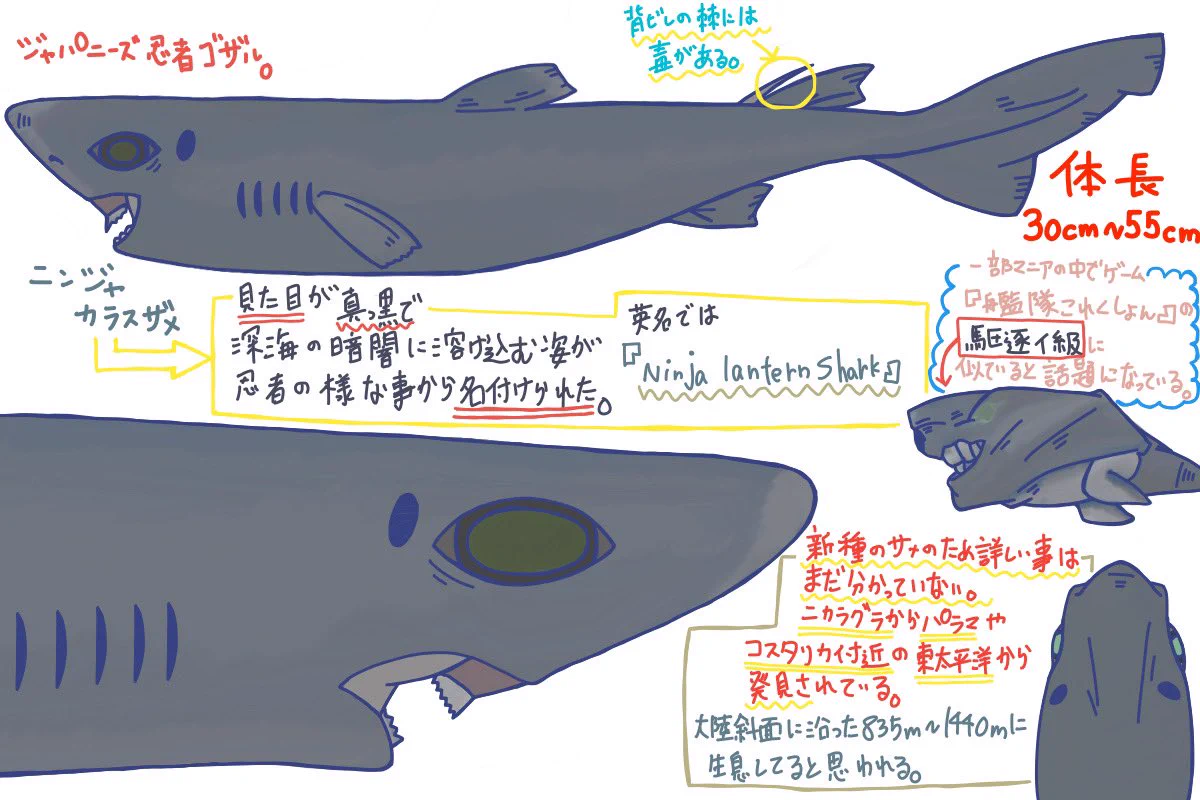 🦈めかぶ🦈 on X: 