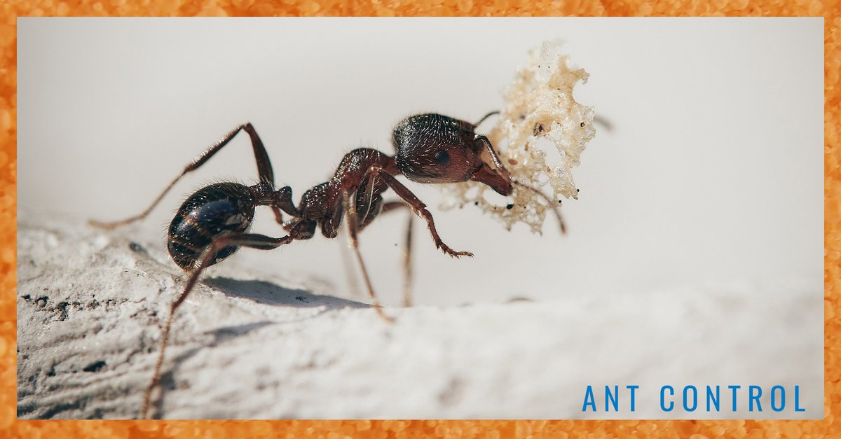 StatePestAROK's tweet photo. Ant species that are nesting inside, or foraging indoors for food or moisture, tend to be the most challenging to control. Let State Pest Control help.
Learn more: https://t.co/0ccll1UDyB
#StatePestControl #AntControl #PestControl https://t.co/6shaJOScYh
