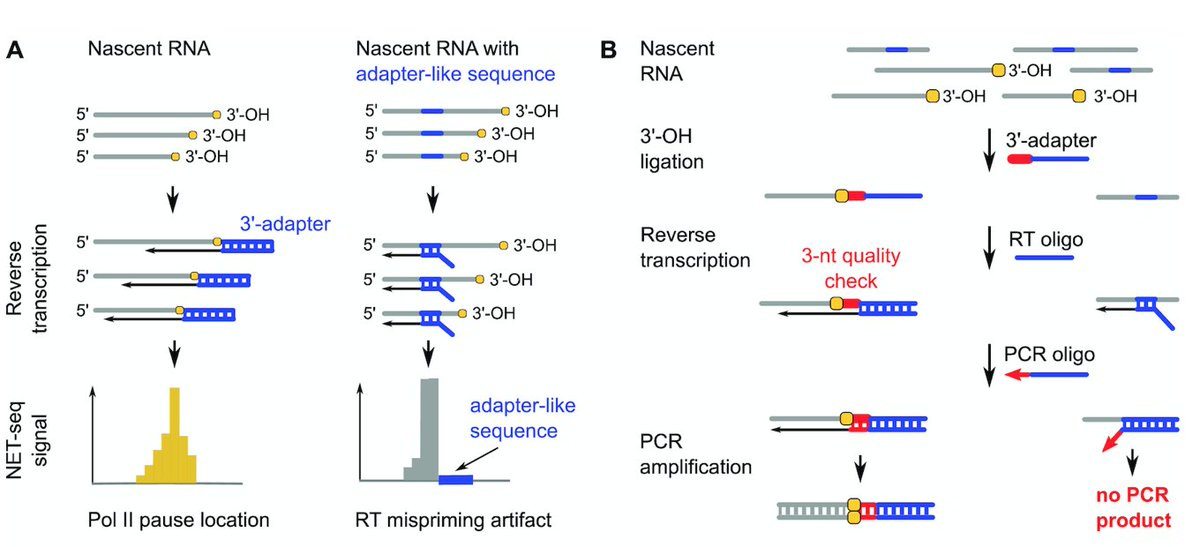 Do you know that reverse #transcription artifacts in your #sequencing data may prevent you from true #discoveries? Do you know that you can remove artifacts by using simple tweaks during library preparation? Check how we did it in #NETseq 👉