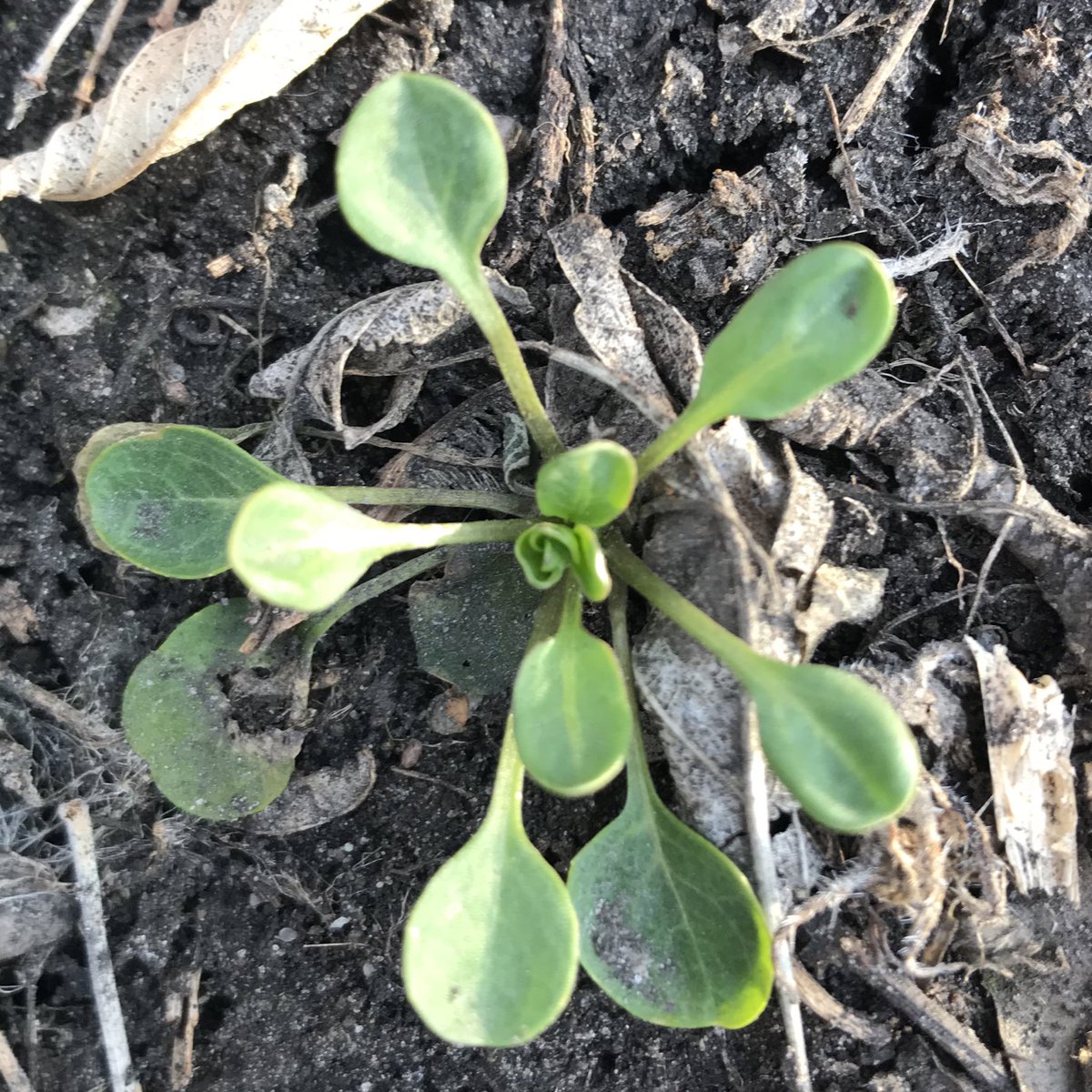 JDGaultier's tweet photo. Stinkweed is starting. Also found shepherd’s-purse, flixweed, dragonhead & night-flowering catchfly. Have to check for kochia still... #MBAg #warmspots https://t.co/JJDiu9KEg8