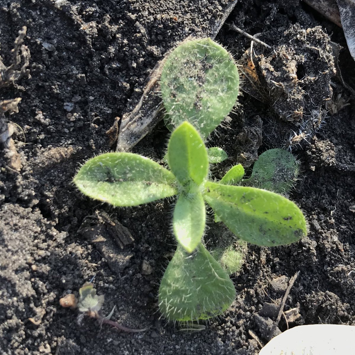 JDGaultier's tweet photo. Stinkweed is starting. Also found shepherd’s-purse, flixweed, dragonhead & night-flowering catchfly. Have to check for kochia still... #MBAg #warmspots https://t.co/JJDiu9KEg8