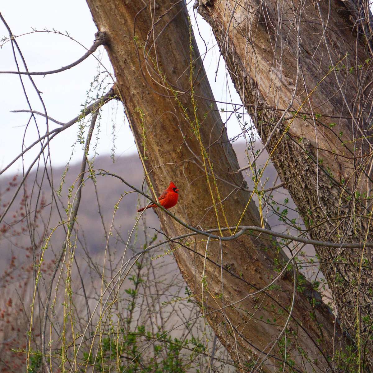 When a cardinal appears, it's a sign from 𝗛𝗲𝗮𝘃𝗲𝗻 a loved one is near.

#KarissasKaptures #Cardinal #CardinalsOfInstagram #CardinalBird #VisitFromHeaven #Angel #Bird #BirdsOfInstagram #BirdsAndBlooms #BirdsAreBeautiful #Cardinals #SpruceRunRecreation #ClintonNJ #SpringIsHere